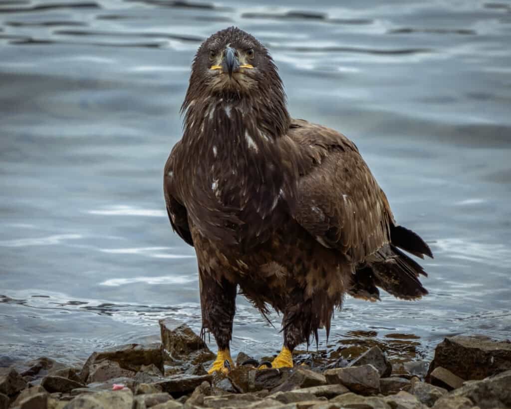 Where to Spot Bald Eagles Along Tennessee Rivers - Tennessee Lakes and ...